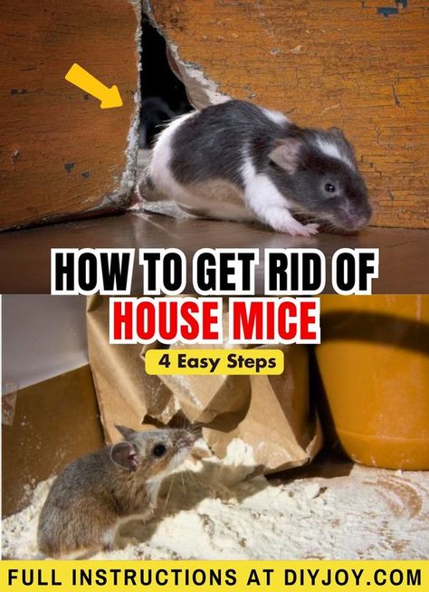 How To Get Rid Of Rodents In The House, How To Catch A Mouse In The House, How To Keep Mice Out Of Your House, Get Rid Of Mice In House Fast, How To Get Rid Of Mice In The House Fast, How To Get Rid Of Mice, How To Get Rid Of Mice In The House, Diy Mice Repellent, Repellent Diy