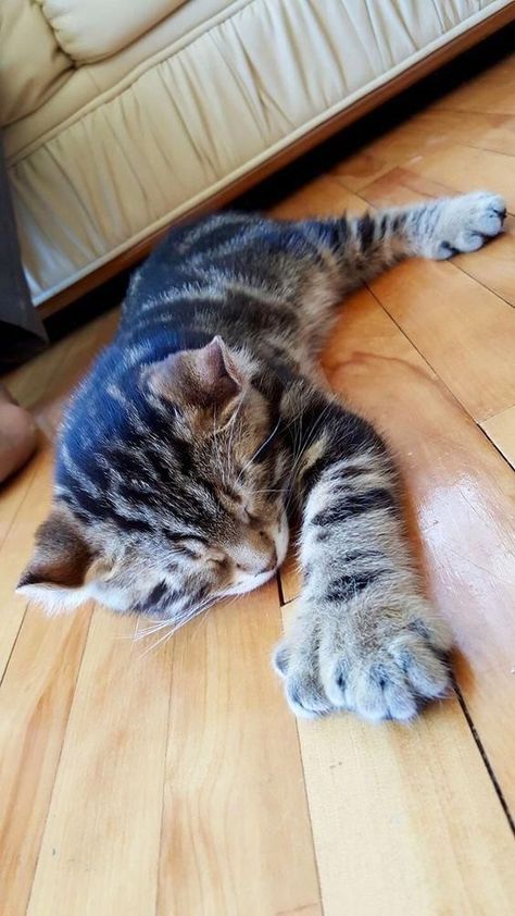 Cats Polydactyl Kitten, Polydactyl Cat, Fluffy Kittens, Cute Cat Gif, Cats Kittens, Kitty Kitty, Cat Sleeping, Cute Cats And Kittens, Cute Kittens