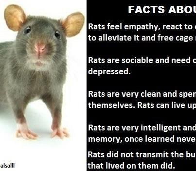 facts about rats Rat Facts, A Rat, Cute Rats, Gerbil, Pet Rats, Rodents, Love Pet, Family Pet, How I Feel