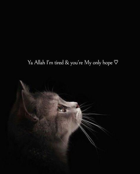 Cat Aesthetic Quotes, Love My Cat Quotes, Islamic Dp Quotes, Islamic Quotes Sabr, Allah Mohammad, Al Qur'an Aesthetic, One Liner Quotes, Qur'an Photography, 19 Years Old