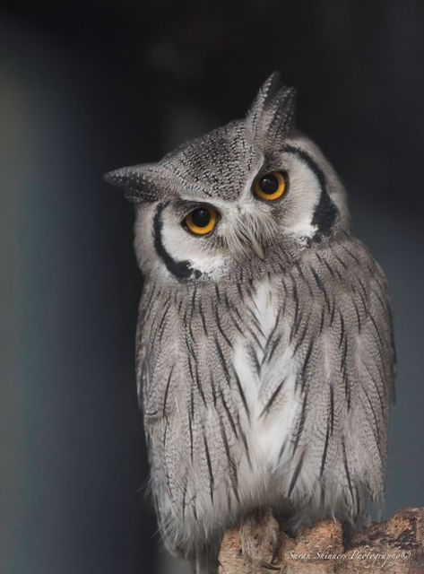 Mebel Antik, Scops Owl, Owl Photography, Owl Artwork, Owl Wallpaper, Owl Photos, Nocturnal Animals, Owl Pictures, Great Horned Owl