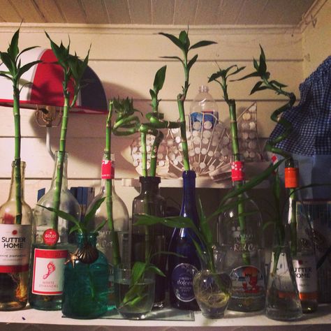 Recycle wine bottle lucky bamboos Lucky Bamboo Decor, Bamboo Aesthetic, Bamboo Bottle, Recycled Wine Bottles, Bamboo Decor, Lucky Bamboo, Aesthetic Decor, Room Aesthetic, House Rooms