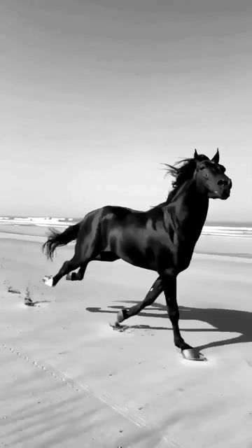 Horse Running Video, Running Video, Horse Video, Running Fast, Fjord Horse, Horse Running, Cai Sălbatici, Horse Videos, Friesian Horse