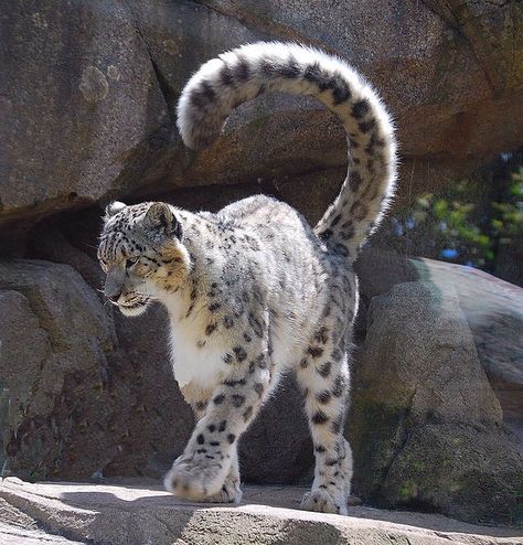 Snow Leopard Cool Looking Animals, Snow Leopard Reference, Animals Beautiful Amazing Photos, Snow Leopard Photography, Snow Leopard Therian, Snow Leopard Tail, Snow Leopard Drawing, Snow Leopard Art, Pretty Animals