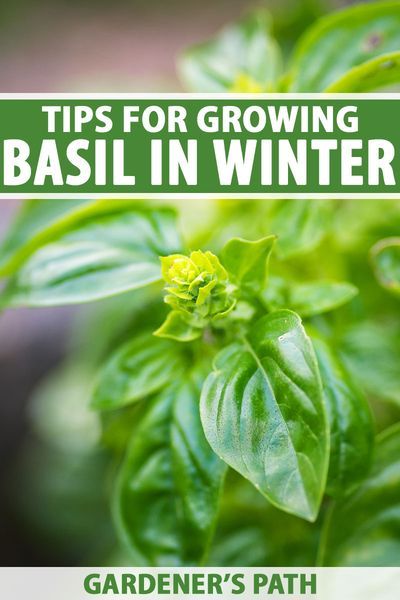 Growing Basil Indoors In Winter, How To Keep Basil Alive Indoors, Edible Herbs, Growing Herbs At Home, Herb Growing, Zone 9b, Beginners Gardening, Homestead Gardening, Gardening Indoors