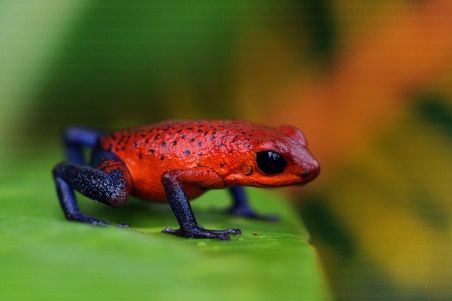 Strawberry Poison Dart Frog (Oophaga pumilio) contains compounds that have been reproduced in the laboratory for use as a cardiac stimulant. Strawberry Poison Dart Frog, Poison Arrow Frog, Scorpion Fish, Poison Frog, Deadly Creatures, Poison Dart Frog, Amazing Frog, Frog Wallpaper, Poison Dart