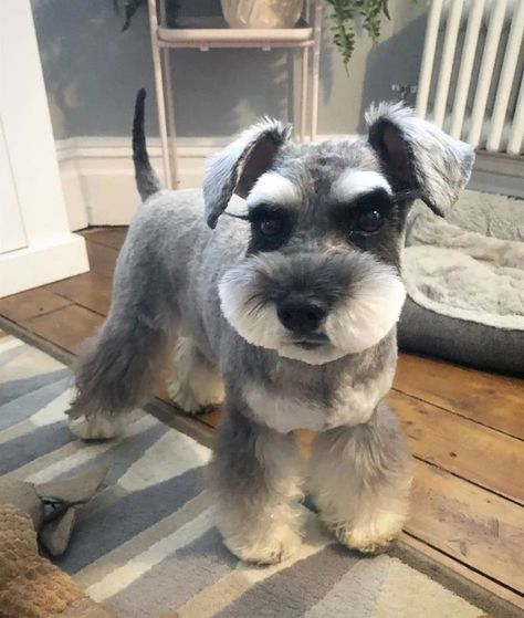 Short Schnauzer Haircut, Schnauzer Face Grooming, Mini Schnauzer Grooming Haircuts, Schnauzer Haircut Hairstyles, Miniature Schnauzer Haircut, Schnauzer Haircuts, Schnauzer Haircut, Teacup Schnauzer, Schnauzer Cut