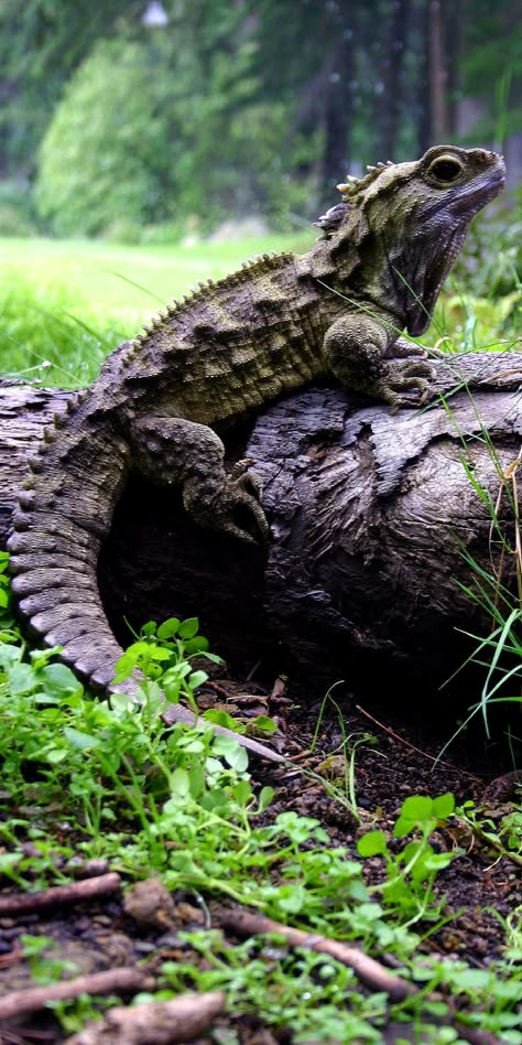 This is Henry the oldest Tuatara in NZ Invercargill tuataarium. Average life span of a Tuatara is over 100 years.<<< So I’ve always been fascinated by New Zealand wildlife and the tuatara has always interested me. So imagine my joy when there is a tuatara in Turtles All the Way Down Crocodiles, Reptiles And Amphibians, Lizards, Animal Photo, Amphibians, Nature Animals, Beautiful Creatures, Snakes, Frogs