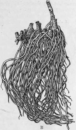 Serpentary rhizome Rhizome Deleuze, Aesthetic Figures, Gilles Deleuze, Arcology, Stream Of Consciousness, Image Bank, Urban Fabric, Abstract Drawings, Funky Jewelry