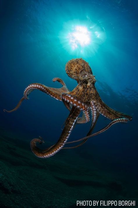 Animals Wild Amazing Photos, Octopus Vulgaris, Beautiful Sea Creatures, Water Animals, Underwater Creatures, Underwater Life, Amazing Photo, Ocean Creatures, Marine Animals