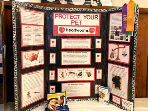 4-h Poster Ideas, Science Fair Poster, Vet Science, Art Display Panels, Cow Eyes, Indiana State Fair, Veterinary Science, Types Of Diseases, Fair Projects