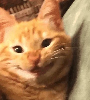 Funny Orange, Reaction Memes, Funny Animal Photos, Silly Cats Pictures, Orange Cats, Cat Icon, Silly Animals, Funny Cute Cats, Orange Cat