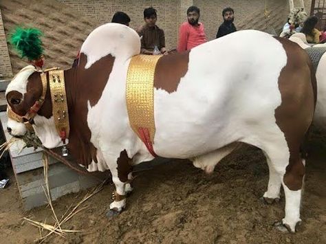 Qurbani Ka Janwar, Bridal Jewelry Sets Brides, Bull Cow, Cattle Breeds, Cow Pictures, Cattle Farming, Big Animals, Subscribe My Channel, Driving Pictures