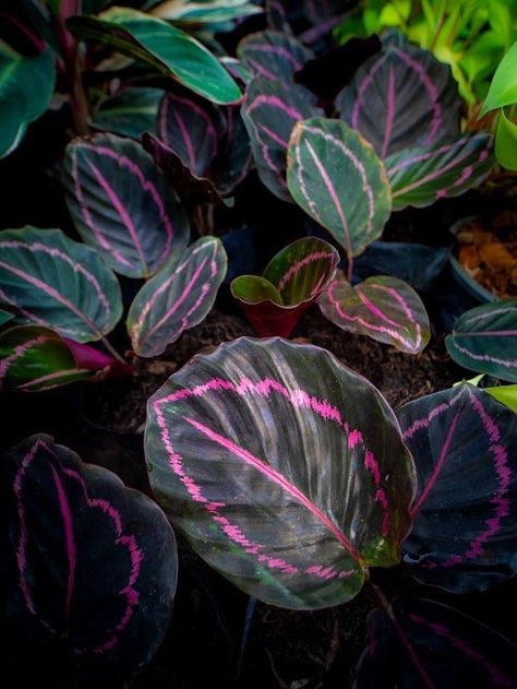 Foliage lovers pay attention! The beautiful rose painted Calathea is a houseplant you can't miss in your collection if you love pretty leaves. #houseplants #indoorplants Rose Painted Calathea, Calathea Couture, Calathea Dottie, Calathea Roseopicta, Rose Plant Care, Pretty Leaves, Indoor Oasis, Plants Care, Calathea Plant