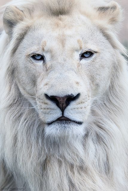 A stunning white lion with blue eyes Albino Lion, Nail Printer, Lion Photography, Lions Photos, Beautiful Lion, Lion Love, Albino Animals, Lion Wallpaper, Lion Images