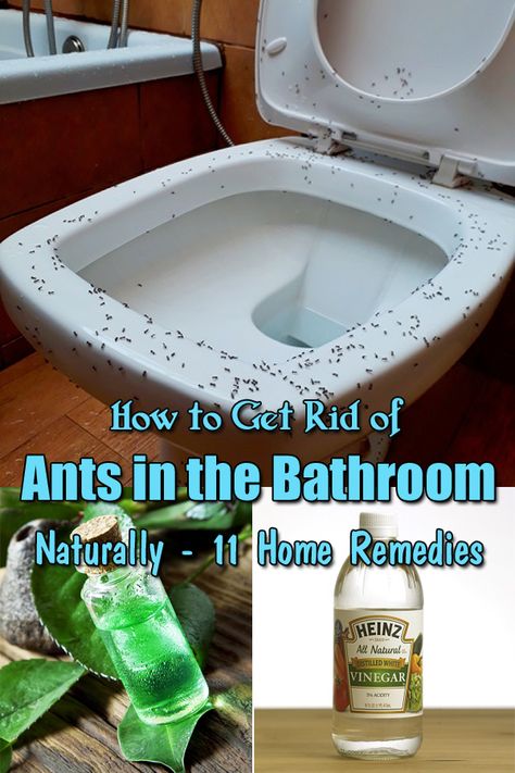 Are you always troubled by ants in washroom? Then read this article on How to Get Rid of Ants in Bathroom and say goodbye to these insects! Getting Rid Of Ants In The House, Ants In House Get Rid Of, Get Rid Of Sugar Ants In Home, Ant Remedy Diy How To Get Rid, Diy Ant Spray Indoor, How To Get Rid Of Tiny Ants In Kitchen, Home Remedies For Ants, Ants From Up There Wallpaper, Sugar Ants