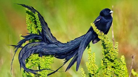 Beautiful birds from all over the world. — Steemit Pictures Of Birds, South African Birds, Bird Sitting, Black Birds, Most Beautiful Birds, Rare Birds, Exotic Birds, Pretty Birds, Colorful Birds