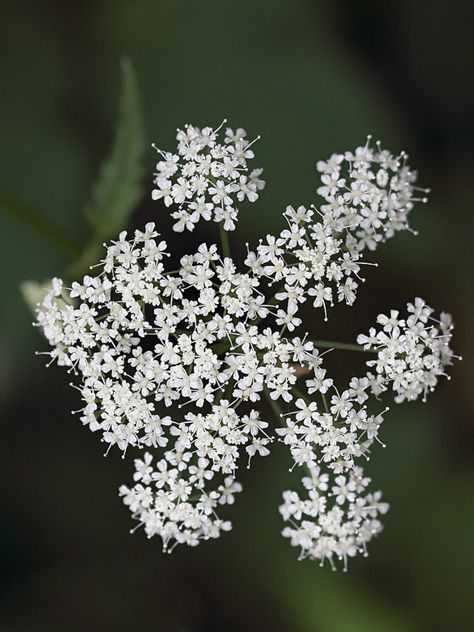 Flowers- Ground elder. Natural light.  Focus stacked using zerene Ground Elder Flower, Elder Flower, Natural Light, Pretty Flowers, Outdoor Space, Flowers, Plants, Design