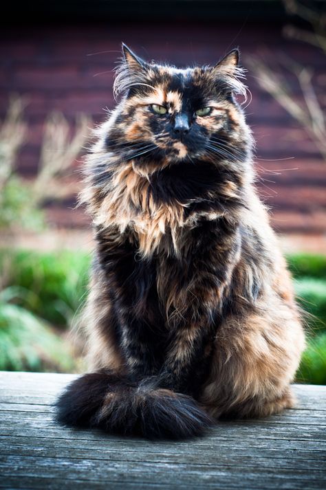 Long Haired Cats, Tortoise Shell Cat, Fluffy Cat, Domestic Cat, Caravaggio, Cute Cats And Kittens, Cute Kittens, Warrior Cats, Pretty Cats