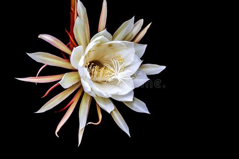 Queen Of The Night Flower royalty free stock images Night Queen Flower Tattoo, Queen Of The Night Flower Tattoo, Queen Of The Night Flower, Dragon Fruit Flower, Night Blooming Flowers, Orchid Cactus, Queen Of The Night, Night Illustration, Blooming Cactus