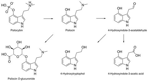 ••Secret of the Universe: DMT•• "Spirit Molecule" alternative ••PSILOCYBIN•• Magic shroom chemical structure • DMT is the naturally occurring (yet illegal?!) brain compound used by Elite 1% to reach Infinite Awareness • this is the Wiki page 2015-01-10 for psilocybin, naturally occurring psychedelic compound produced by 200+ mushroom species • shares similar effects to DMT & LSD but specifically: spiritual experiences / euphoria/ visual + mental hallucinations / distorted perception Chemical Compound Tattoo, Spirit Molecule, Chemistry Tattoo, Spade Tattoo, Molecule Tattoo, Mushroom Species, Boho Jewelry Diy, Chemical Structure, Lab Tech