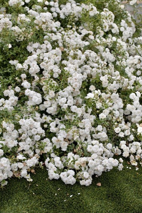 What can be prettier than a carpet of gorgeous flowers bringing some spring and summer colour to your garden? Why not consider using our ground cover Roses - they are ideal for this very purpose! Available in delightful shades of white, pink and red 🌹 📌 Choose the best one for you right now on our website www.gardenplantsonline.co.uk Indiana Gardening, Wisconsin Gardening, Drift Roses, Ground Cover Roses, Rose Foto, Hillside Garden, Gardening Zones, Sloped Garden, Front Landscaping