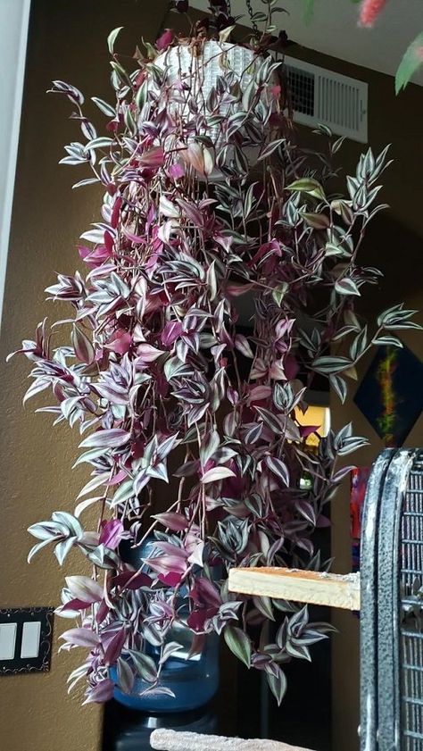 11 Ways to Train a Wandering Jew Plant | Balcony Garden Web Wandering Jew Plant Care, Wondering Jew Plant, Plant Balcony, Wondering Jew, Jew Plant, Front Porch Plants, Wandering Jew Plant, Small House Garden, Companion Planting Vegetables