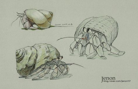 Crustaceans Drawing, Crab Painting, Crab Art, Hermit Crabs, Spooky Tattoos, Animal Study, Hermit Crab, Scientific Illustration, Daily Drawing