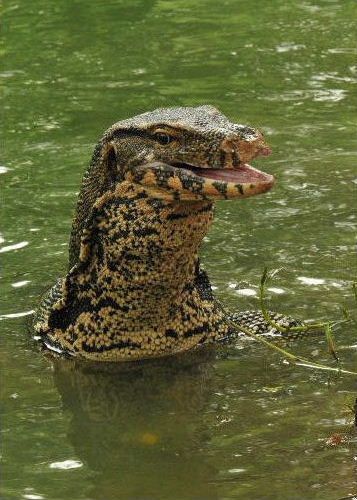 water monitor in water | Water Monitor (Varanus salvator) | Flickr - Photo Sharing! Asian Water Monitor, Water Monitor, Reptile Room, Monitor Lizard, Cute Reptiles, Reptile Snakes, Komodo Dragon, Water Water, Komodo