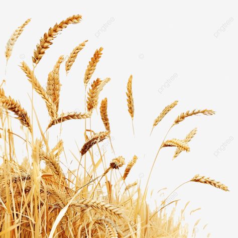 barley cereal grain harvest landing header barley cereal grain png Barley Drawing, Wheat And Barley Tattoo, Barley Field, Wheat Scientific Illustration, Fields Of Barley, Barley, Cereal, How To Draw Hands