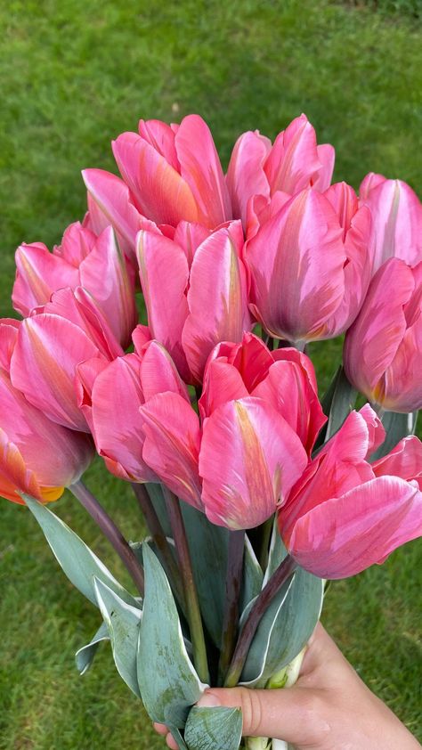 Planting Tulips, Pretty Princess, The Stand, Landscape Pictures, Flower Farm, Growing Flowers, Gardening Tips, Tulips, Different Colors