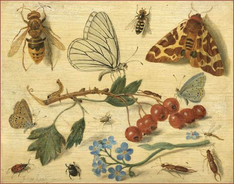 Jan van Kessel the Elder (circa 1650s) ’Butterflies, moths… | Flickr Emily + Core + Aesthetic, Nature Sketch, Illustration Botanique, Insect Art, Old Paintings, National Gallery, Vintage Botanical, Forget Me Not, Porcelain Painting