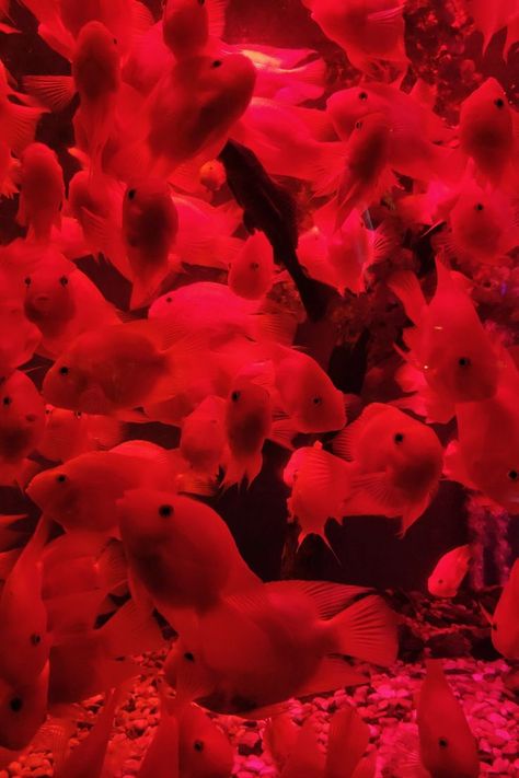 Fish Aesthetic, Yellow Dishes, Nitrogen Cycle, Water Photo, Fish Ocean, Betta Fish Tank, Velvet Color, Red Fish, Red Wallpaper