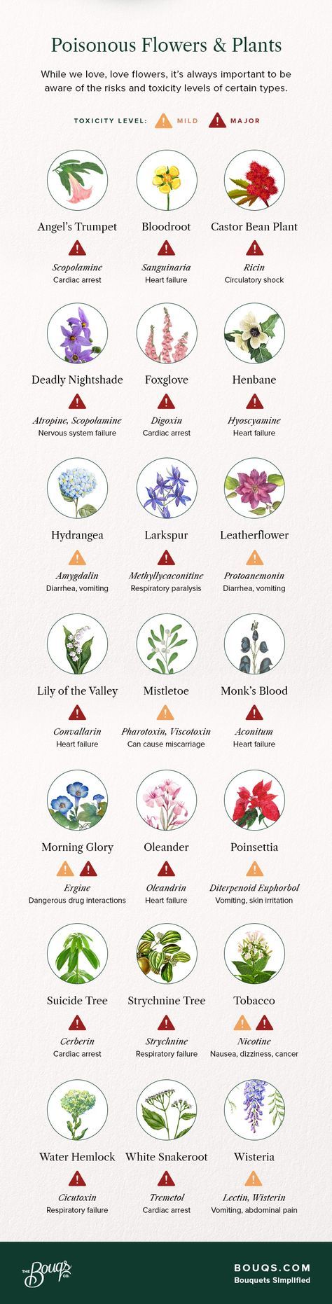 Poisonous Flowers and Plants Poisonous Flowers, Deadly Plants, Toxic Plants, Poison Garden, Different Types Of Flowers, Poisonous Plants, Flower Meanings, Herbal Magic, Language Of Flowers