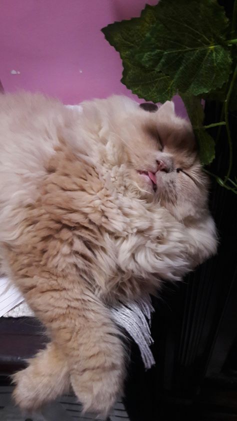 Fawn color cat sleeping tounge out.#cat#persian#longhair#cute#adorable#kittucat Brown Persian Cat, Persian Longhair, Fawn Color, Cat Persian, Fawn Colour, Light Brown Color, Cat Sleeping, Persian Cat, Coffee Colour