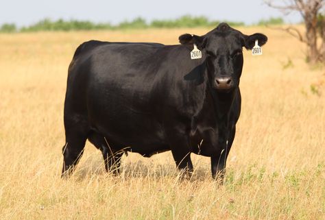 black angus cattle | 12 Fall Calving Angus Cows FOR SALE!! Black Angus Cattle, Angus Cows, Club Calf, Cow Photography, Cattle Barn, Farm Cow, Beef Cattle, Cattle Ranching, Cow Pictures