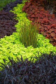 ProvenWinners Colorblaze series offers "Keystone Kopper' pictured right; 'Lifelime' coleus ... Sweet Potato Vine, Chartreuse Color, Potato Vines, Proven Winners, Plant Combinations, Shade Plants, Color Mix, Foliage Plants, Landscaping Plants