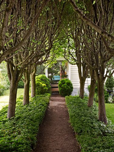 An amazing allée of fast-growing Bradford pear trees Rustic Landscaping, Front Yard Design, Farmhouse Landscaping, Pear Trees, Backyard Garden Design, Front Yard Garden, Garden Pathway, Landscaping Tips, Olive Garden