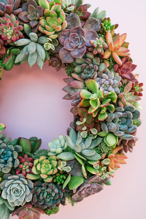 Succulent Moss Wreath Trimmed with Living Colorful Succulents Front Door Entry, Moss Wreath, Succulent Garden Diy, Natural Wreath, Sphagnum Moss, Succulent Wreath, Colorful Succulents, New Roots, Succulent Arrangements