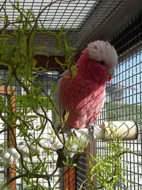 Rose Breasted Cockatoo, Galah Bird, Galah Cockatoo, Bird Breeds, Cute Lizard, Crazy Bird, Cute Small Animals, Australian Wildlife, Pets 3