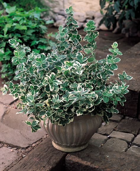 Our Top Six Easy Maintenance Evergreen Shrubs - The People's Friend Euonymus Fortunei, Low Maintenance Shrubs, Gothic Garden, Small Shrubs, British Garden, Garden Shrubs, Evergreen Plants, Ground Cover Plants, Mediterranean Garden