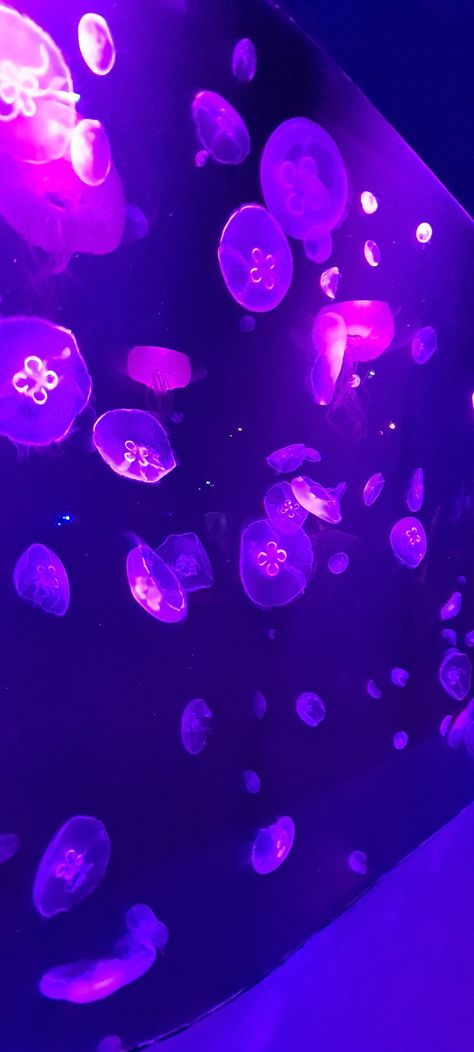 Neon, beautiful, jellyfish, aquarium, summer Neon Aquarium, Purple Aquarium, Box Jellyfish, Beautiful Jellyfish, Aquarium Aesthetic, Jellyfish Aquarium, Pink Jellyfish, Jellyfish, South Carolina