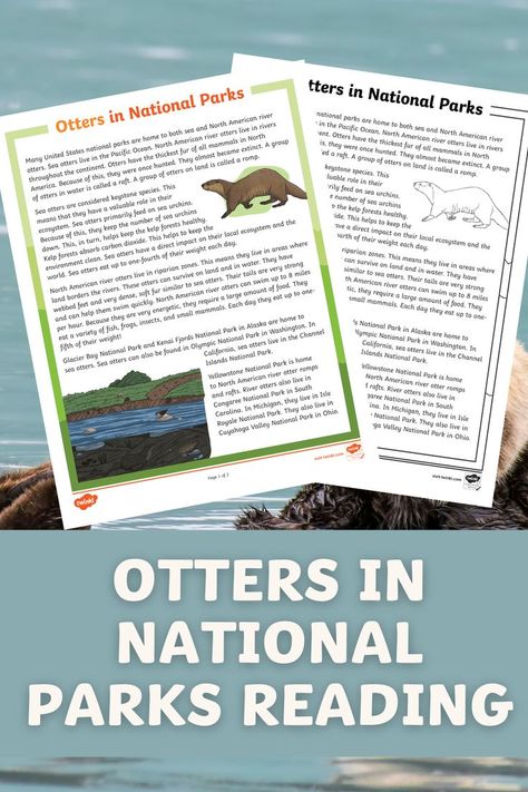 There are hundreds of different animals wandering around the National Parks of America. Ever wonder what those silly otters get up to? With this Otters in National Park Reading Comprehension Activity, you and your students can read all about the cutest fauna of the national parks!
Fourth graders still need some support reading longer passages. Park Reading, River Otter, Reading Comprehension Activities, Sea Otter, Comprehension Activities, Teaching Elementary, Reading Passages, Fourth Grade, Elementary Classroom