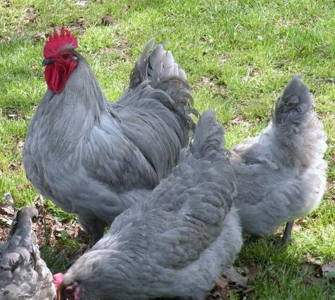 Lavendar Orpington, Lavender Orpington Chickens, Swedish Flowers, Lavender Orpington, Buff Orpingtons, Cluckingham Palace, Swedish Flower Hen, Lavender Chicken, Orpington Chickens