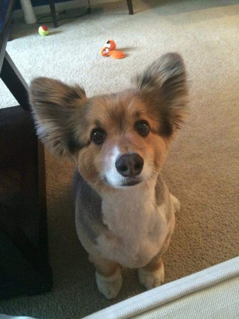 Radar the Fluff got a haircut! Corgi Haircut, All Types Of Dogs, Dog Haircuts, Corgi Mix, I'm Scared, I M Scared, A Haircut, Cute Corgi, Diy Dog