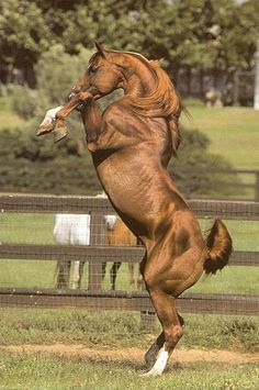 Strength Brown Horse Ahal Teke, حصان عربي, Macan Tutul, Horse Beautiful, Mata Biru, Horse Rearing, Regnul Animal, Cai Sălbatici, Rasy Koni