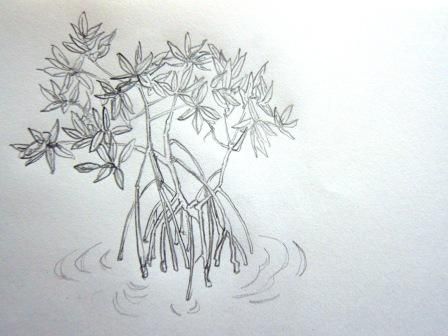 Mangrove Tree Tattoo, Mangrove Tree Drawing, Mangrove Drawing, Mangrove Tattoo, Nola Tattoo, Fun Architecture, Spirit Tree, Tree Tattoo Small, Tree Spirit