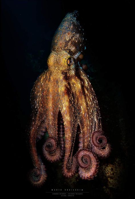 Common octopus. Jezera photo Common Octopus, Octopus Species, Octopus, Nature Photography, To Share, Log In, Log, Animals, Instagram