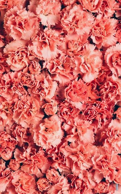 I want pretty: Lunes de cosas bonitas! Coral Carnations, Coral Aesthetic, Pink Bible, Coral Pictures, Peach Aesthetic, Bible Stuff, Living Coral, Branding Resources, Wallpaper Nature