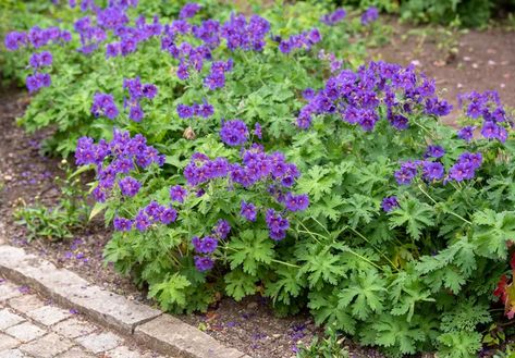 Purple Perennials, Geranium Care, Cranesbill Geranium, Coral Bells Heuchera, Easy Perennials, Shade Loving Perennials, Hardy Geranium, Light Purple Flowers, Pollinator Garden